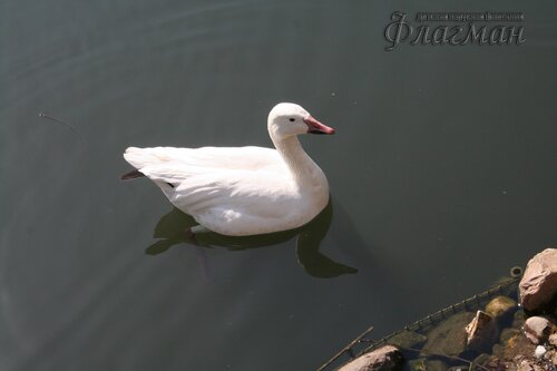 IMG_0696_r